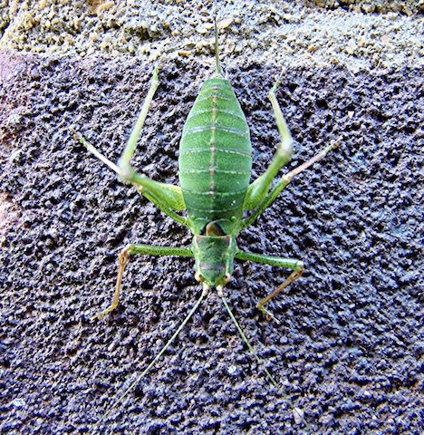 cricket